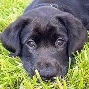 Meet your Posher, Jbdmy3boys